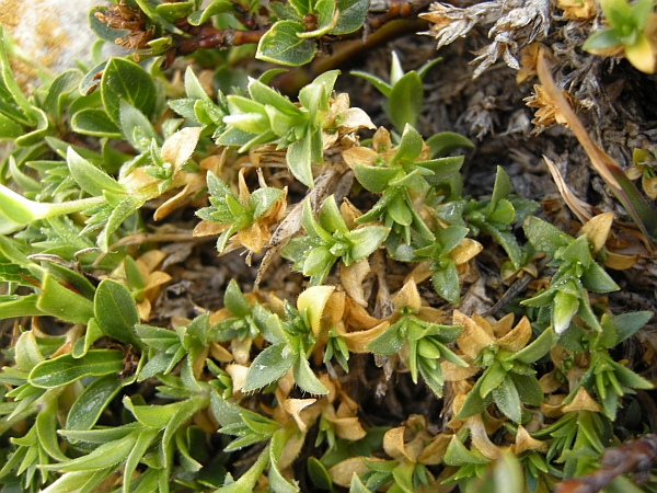 Cerastium thomasii